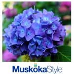 8 Fun Facts About Hydrangeas